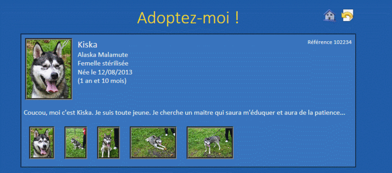 Kiska alaska malamute (f) 1 an 9 mois REFU BELGIQUE   Adopter Sans_t14
