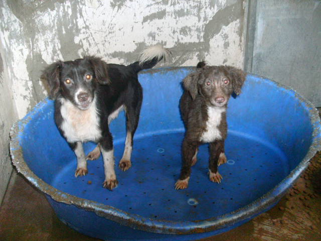 Grosse urgence au refuge de Béthune - 15 chiens vont mourir d'ici jeudi Bild4710