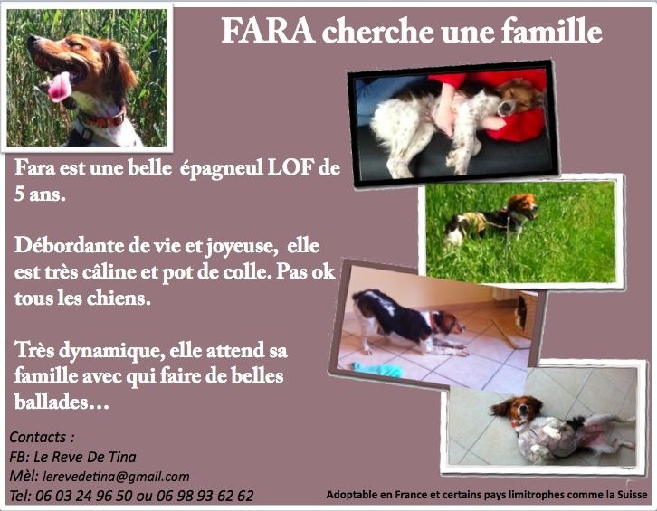 FARA - epagneul breton lof de 5 ans - Asso Le Reve de Tina Captur16
