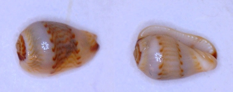 Gibberula almadiensis Pin & Boyer, 1995 Almadi10