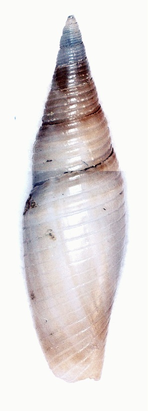 Ziba gambiana (Dohrn, 1861)  Gambia10