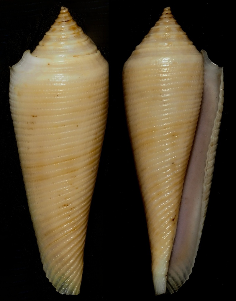 Conasprella (Fusiconus) viminea  (Reeve, 1849)  Conus_17