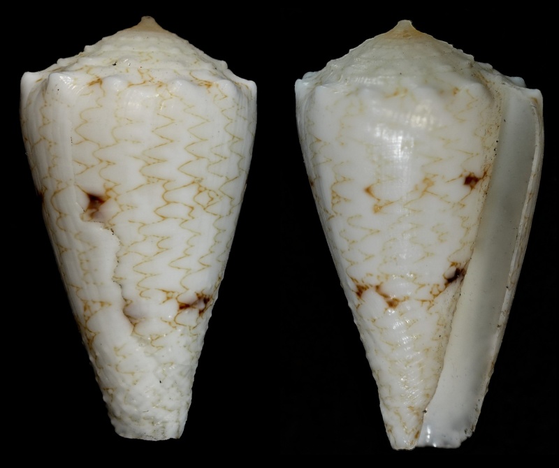 Conus (Conus) araneosus nicobaricus  Hwass in Bruguière, 1792 Conus_22