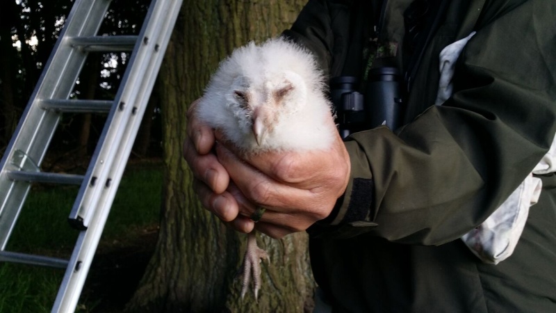 Barn owls Barn_o11