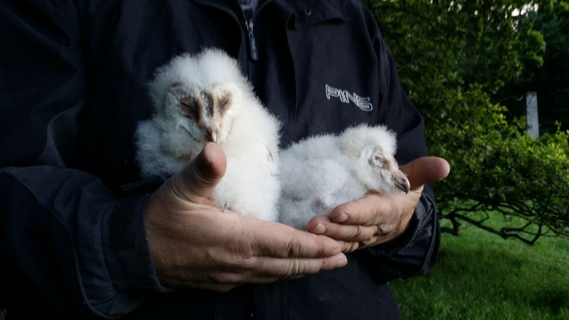 Barn owls Barn_o13