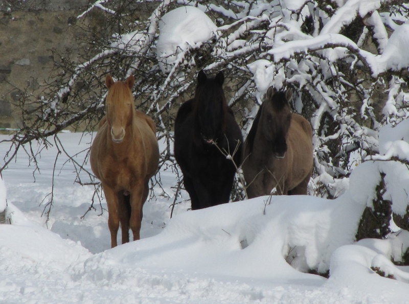 Les Chevaux D'Odun. - Page 15 Img_0012