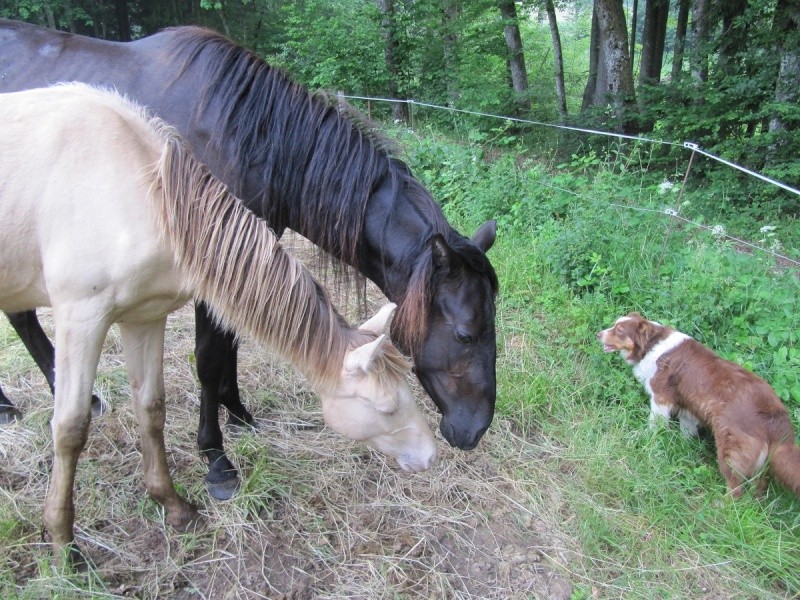 Les Chevaux D'Odun. - Page 16 Img_0819