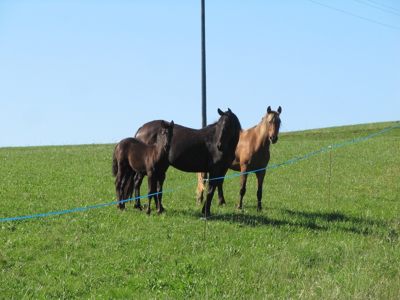 Les Chevaux D'Odun. - Page 17 Img_1112