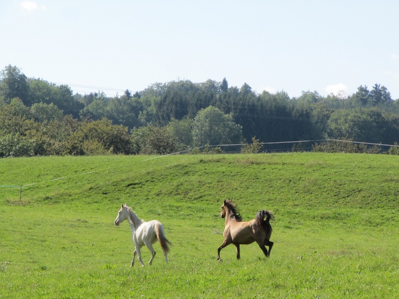 Les Chevaux D'Odun. - Page 17 Img_1113