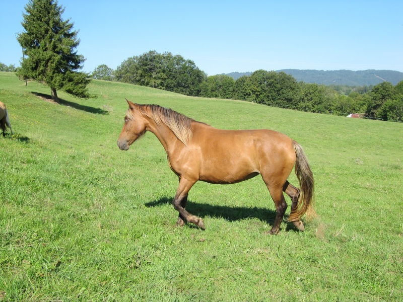 Les Chevaux D'Odun. - Page 17 Img_1125