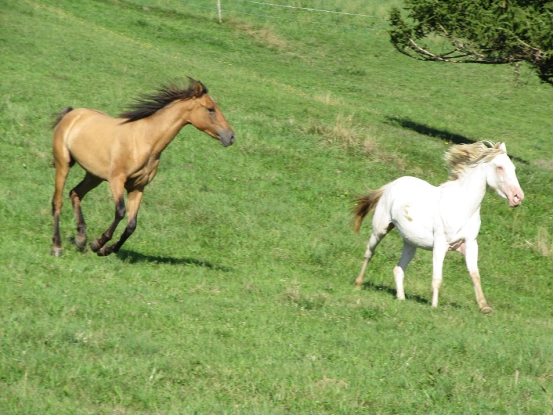 Les Chevaux D'Odun. - Page 17 Img_1211