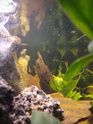 [résolu]algues brunes et une eau un peu vert jaune [Néon en cause] 0510