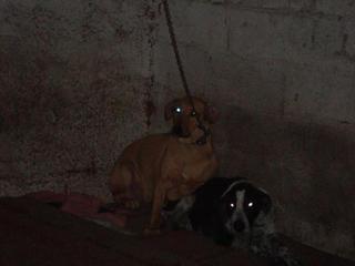 60 cães em condiçoes de imundice e escuridão-ajudem Dsc00412