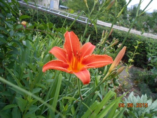 2015 - Hemerocallis !!! - Page 2 2015-019