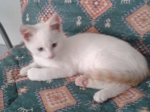 Ernest Chaton Croise Siamois Red Point 3 Mois En Accueil Sur Niort