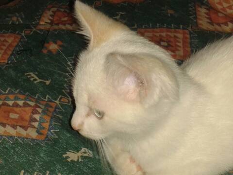 Ernest Chaton Croise Siamois Red Point 3 Mois En Accueil Sur Niort