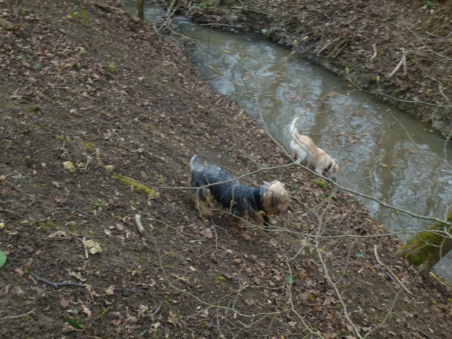 Chiens adoptés sous animain (ou non), testés négatifs après adoption P1050110