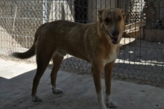 Peluche, presque DIX ans de refuge, croisé podenco calme et sociable, Espagne Timthu10