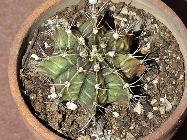 Gymnocalycium mihanovichii 640px-13