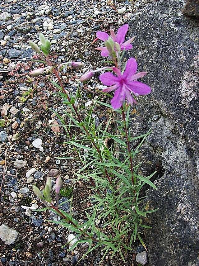 Epilobium dodonaei - épilobe à feuilles de romarin Epilob10