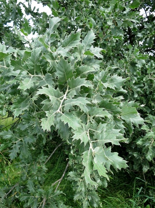 Fallopia japonnica variegata, Acer buergerianum, Boehmeria nivea, Quercus ithaburensis subsp. macrolepis 'Hemelrijk Silver' [devinette] G10