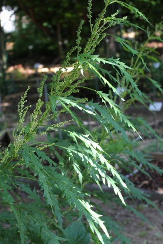 Urtica cannabina, Datisca cannabina, Bocconia frutescens, Plantago afra [devinette]  K10