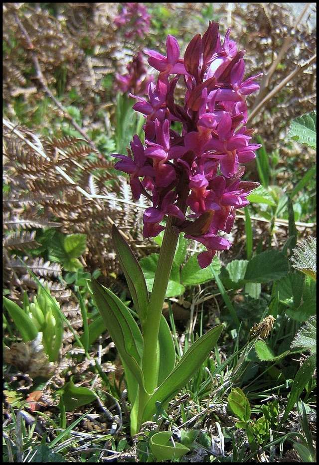 Dactylorhiza sambucina (= Dactylorhiza latifolia) - orchis sureau Orchis10