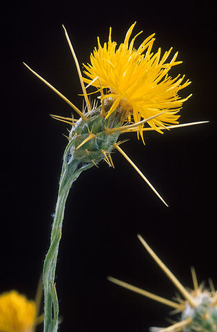 Centaurea solstitialis - centaurée du solstice Peggy_10