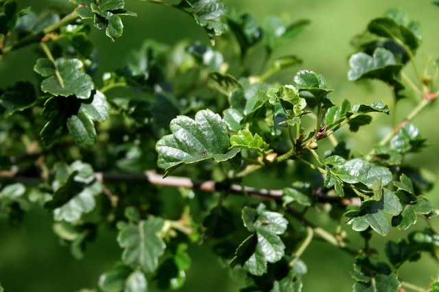 Aesculus hippocastanum 'Laciniata', Alnus glutinosa 'Incisa', Phellodendron amurense [devinette] U10