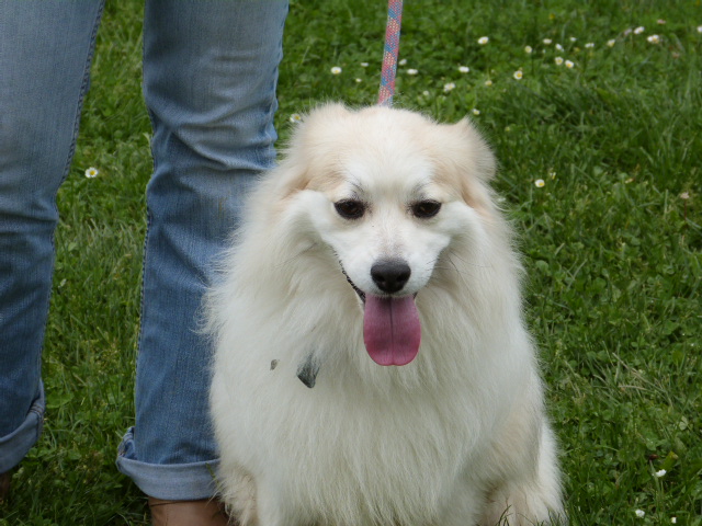 Gorky, x spitz né 2010/obéissant gentil ok enfants  REFU86 ADOPTER 083_r_11