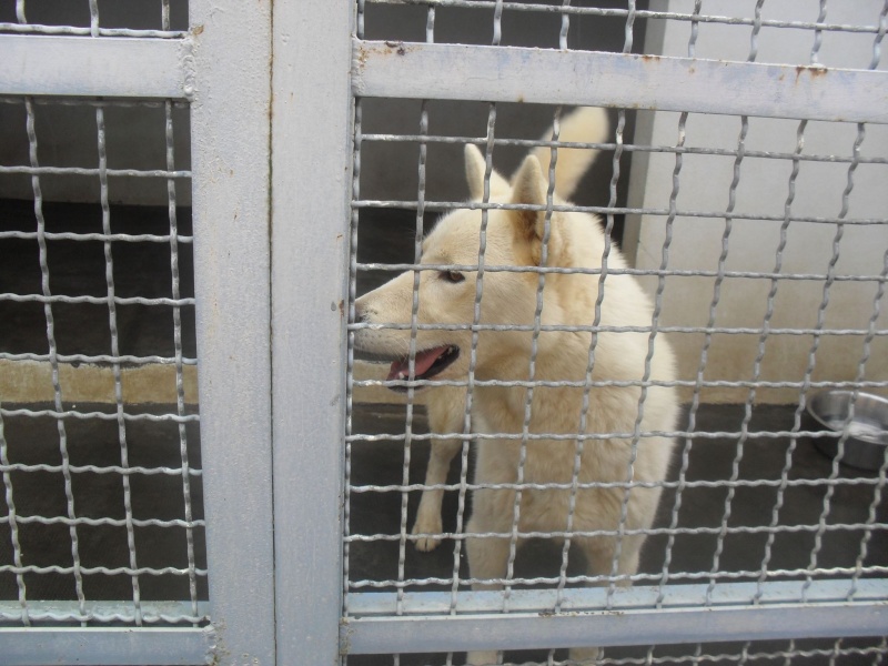 Husky mâle de 2 ans avec un œil bleu l'autre marron SPA REUNION ADOPTE 11393410