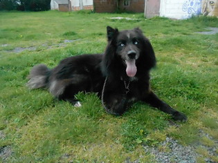 Aska, berger groenendeal x husky (m) né 2008 REFU22 Image11