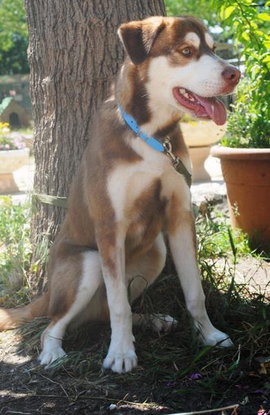 Phoenix, croisé Husky (m) 07/2014 chocolat REFU30 ADOPTER Phoeni12