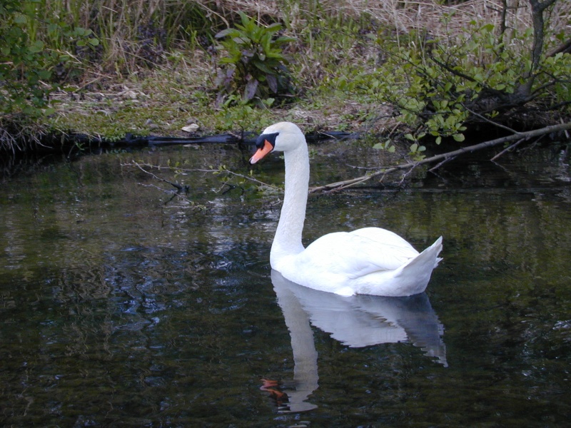 concours du lundi 7 décembre au dimanche 13 décembre Cygne-10