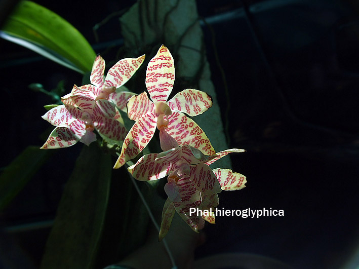 Phalaenopsis my collection P5910