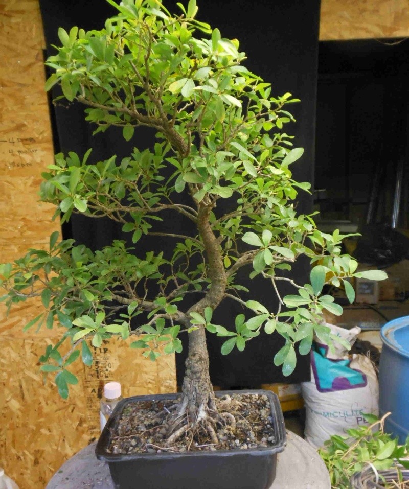 Some work on a Ficus natalensis Fn537210