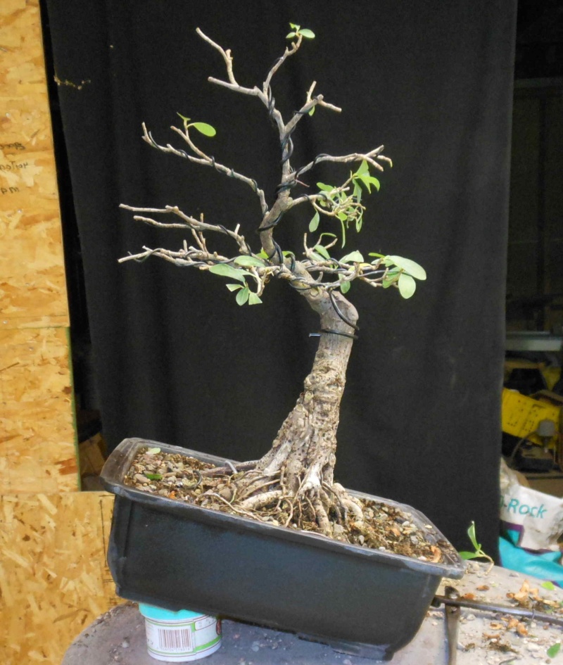 Some work on a Ficus natalensis Fn538710