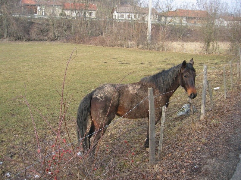 votre cheval et.... LA BOUE , gagnante : camsss9 ! Img_1912