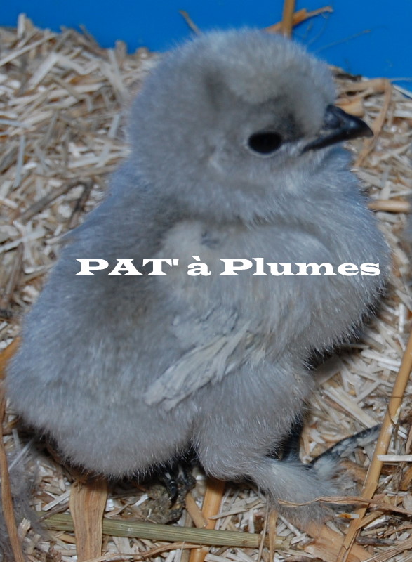 Bébés de PAT' à Plumes, bien au chaud à l'interieur Dsc_0013