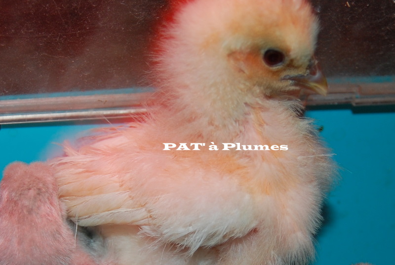 Bébés de PAT' à Plumes, bien au chaud à l'interieur Dsc_0014