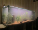 Lancement d'un aquarium de 300 litres Photo_15