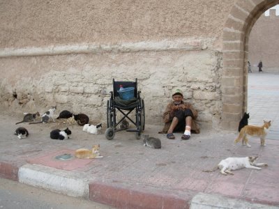 Les Chats d'Essouira Dscn3310