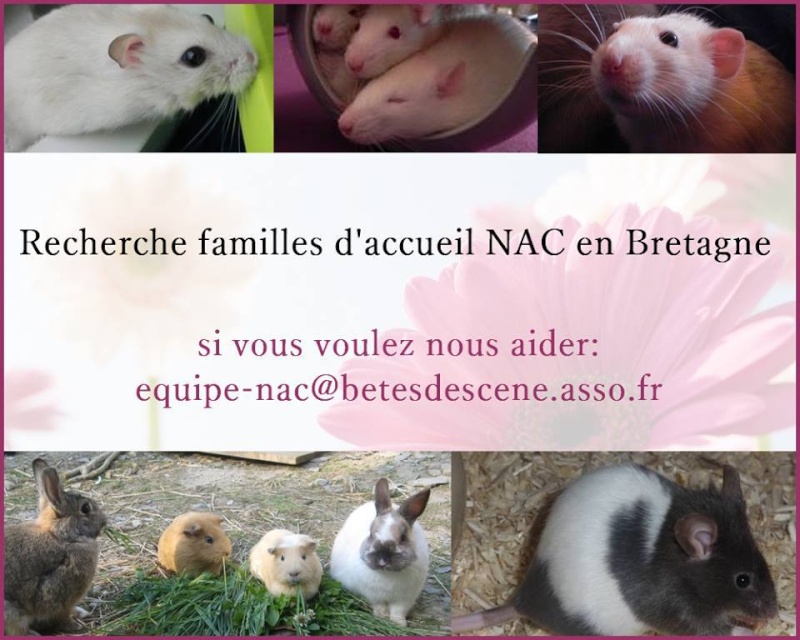 L'association Bêtes de scène cherche de nouvelles FA NAC en Bretagne 11828610