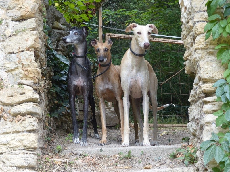 Hercule – splendide galgo à l'adoption depuis février 2013 "Scooby France" Adopté  - Page 11 P1110213