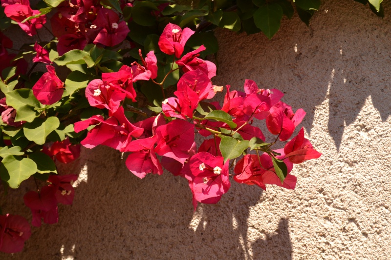 bougainvillier - les bougainvilliers - Page 3 Dsc_0018