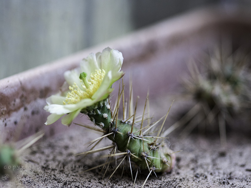 Petit coin à cactées et succulentes Fragil12