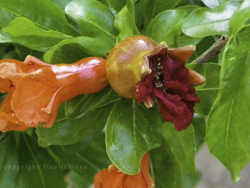 Petite balade dans le Sud en juin 2015 Imgp2330