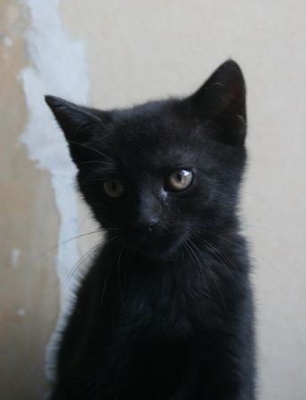 Nos chats de 2015 - Page 2 Alzira10