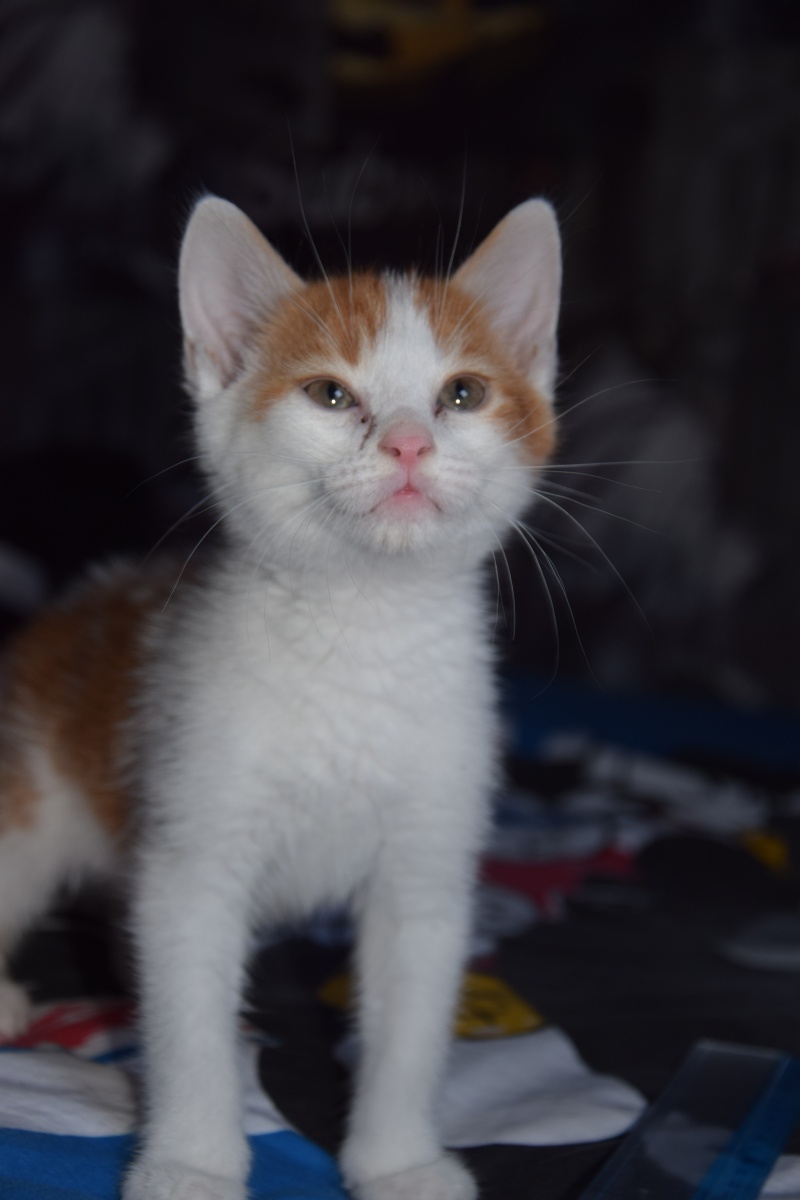 Larry (Soupline), chaton douceur roux et blanc, né fin mai 2015 Dsc_0219