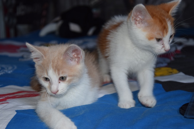Larry (Soupline), chaton douceur roux et blanc, né fin mai 2015 Dsc_0221